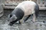 Schw�bisch-H�llisches Schwein beim W�hlen ...  Gilbert Angermann 06.02.2010