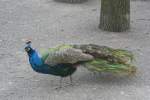 Ein Blauer Pfau (Pavo ...  Gilbert Angermann 06.02.2010