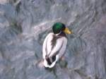 Eine Ente am DUS ...  Justin Szeremecinski 06.02.2010