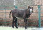 Poitou-Esel (Equus africanus f. ...  Gilbert Angermann 07.02.2010