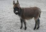 Poitou-Esel (Equus africanus f. ...  Gilbert Angermann 07.02.2010
