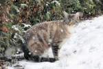 Kleiner Schneetiger auf M�usejagd ...  Rolf Reinhardt 10.02.2010