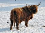 Schottland Hochrind auf der ...  Rolf Reinhardt 10.02.2010