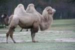 Ein Trampeltier (Camelus bactrianus) ...  Gilbert Angermann 11.02.2010