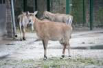 Weibliche Nilgauantilope (Boselaphus tragocamelus) ...  Gilbert Angermann 11.02.2010