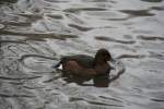Europ�ische Moorente (Aythya nyroca) ...  Gilbert Angermann 11.02.2010