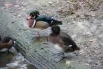 M�nnliche Brautente (Aix sponsa) und weibliche Reiherente (Aythya fuligula) am ...