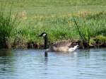 Kanadagans (Branta canadensis) auf ...  Volkmar D�ring 11.02.2010