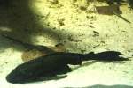 Carachamawels oder Wabenschilderwels (Pterygoplichthys ...  Gilbert Angermann 12.02.2010