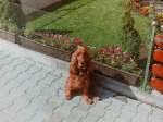 Cocker Spaniel (1 Fotos)
