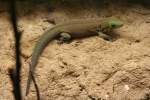 Querstreifen-Taggecko (Phelsuma standingi) am ...  Gilbert Angermann 13.02.2010