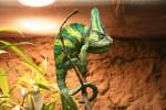 Ein ♂ Jemencham�leon (Chamaeleo ...  Gilbert Angermann 13.02.2010