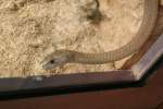 Eine Schwarze Mamba (Dendroaspis ...  Gilbert Angermann 13.02.2010