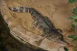 Sunda-Gavial (Tomistoma schlegelii) am ...  Gilbert Angermann 14.02.2010