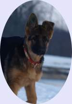Sch�ferhunde (18 Fotos)