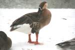 Schwanengans (Anser cygnoides) am 9.1.2010 im Tierpark Berlin.  ...