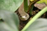 Eine Schwarze Mamba (Dendroaspis ...  Gilbert Angermann 18.02.2010