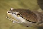Kopf einer Hellen Kr�tenkopfschildkr�te oder Froschkopf-Schildkr�te (Phrynops hilarii) am 9.1.2010 ...