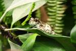 Bunter H�hlenlaubfrosch oder Baumh�hlen-Kr�tenlaubfrosch ...  Gilbert Angermann 19.02.2010