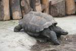 Aldabra-Riesenschildkr�te oder auch Seychellen-Riesenschildkr�te ...  Gilbert Angermann 19.02.2010
