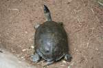 Bauchstreifen-Erdschildkr�te (Rhinoclemmys funerea) am 9.1.2010 im Tierpark Berlin.  ...