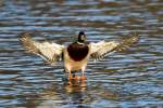 Stockente an der Donau/ Neuburg a.d.Donau. ... Stockente an der Donau/ Neuburg a.d.Donau. ...