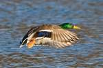 Stockente an der Donau/ Neuburg a.d.Donau.  ...