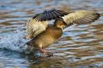 Stockente an der Donau/ ...  Johann Watz 19.02.2010
