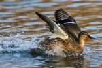Stockente an der Donau/ ...  Johann Watz 19.02.2010
