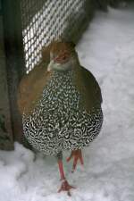 Weiblicher Silberfasan (Lophura nycthemera) am 9.1.2010 im Tierpark Berlin.  ...