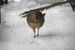 Weiblicher K�nigsfasan (Syrmaticus reevesii) ...  Gilbert Angermann 20.02.2010
