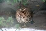 Weibchen des Himalaya-Glanzfasans (Lophophorus impejanus) am 9.1.2010 im Tierpark Berlin. ...