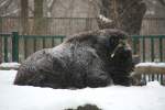 Ein Alaska-Moschusochse oder auch ...  Gilbert Angermann 21.02.2010