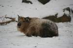 Sichuan-Takin (Budorcas taxicolor tibetana) ...  Gilbert Angermann 21.02.2010
