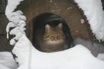 Eine Europ�ische Wildkatze (Felis ...  Gilbert Angermann 22.02.2010