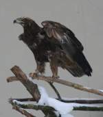 Steppenadler (Aquila nipalensis) am 9.1.2010 im Tierpark Berlin.  ...