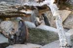 Verspielte Mandrills. ...  Andy Hensel 14.10.2009