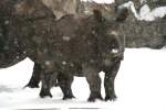 Ein kleines Panzernashorn (Rhinoceros ...  Gilbert Angermann 26.02.2010