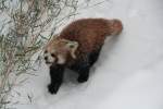 Westlicher Kleiner Panda (Ailurus ...  Gilbert Angermann 26.02.2010