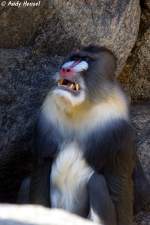 Mandrill-Oberhaupt  ...  Andy Hensel 14.10.2009