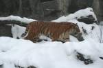 Amur-Tiger (Panthera tigris altaica) ...  Gilbert Angermann 26.02.2010