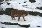 Amur-Tiger (Panthera tigris altaica) ...  Gilbert Angermann 26.02.2010