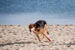 junger, spielender Hund am Strand von Fuseta/Algarve, 13.02.2010  ...