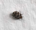 Speckk�fer (Dermestidae) (1 Fotos)