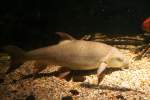Hypophthalmichthys (Silber-, Marmorkarpfen) (1 Fotos)