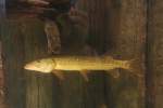 Europ�ischer Hecht (Esox lucius) am 10.1.2010 im Sea Life ...
