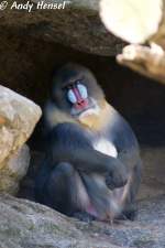Der Mandrill ...  Andy Hensel 14.10.2009