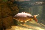 Lederkarpfen (Cyprinus carpio) am 10.1.2010 im Sea Life Berlin.  ...