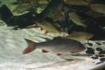 D�bel (Squalius cephalus) am ...  Gilbert Angermann 28.02.2010