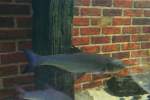 �lterer D�bel (Squalius cephalus) ...  Gilbert Angermann 28.02.2010